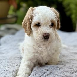 Purple Collar - Apricot female Australian Labradoodle puppy in Coeur D'alene, Idaho from Lake City Labradoodles