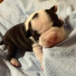 Tinsel - Black and white male Boston Terrier puppy in Kingsport, Tennessee from Dreamweaver Bostons
