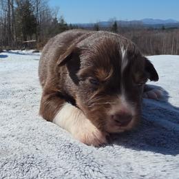 Boy 4 - Red tri-color male Australian Shepherd puppy in Solon, Maine from Mountain Range Australian Shepherds