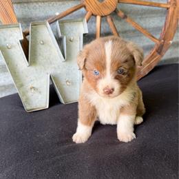 Latte - Red merle female Miniature Australian Shepherd puppy in Checotah, Oklahoma from Wild Outlaw Aussies