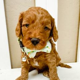 Hatch - Red  male Goldendoodle puppy in Peoria, Arizona from Cactus Doods