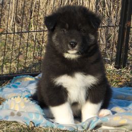 Ten - Black and white Alaskan Malamute puppy in Michigan from Warrior’s Legacy Alaskan Malamutes