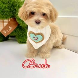 Breck - Apricot male Maltipoo puppy in Buford, Georgia from Petite Posh Puppies