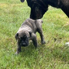 Boerboel Puppies from Josef Okunas