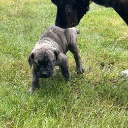 Boerboel Puppies from Josef Okunas