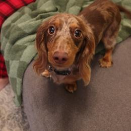 Dachshund All Grown Up from White Pine Weenies