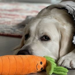 Golden Retrievers from Jumbo’s Goldens