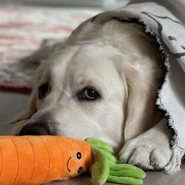 Golden Retrievers from Jumbo’s Goldens