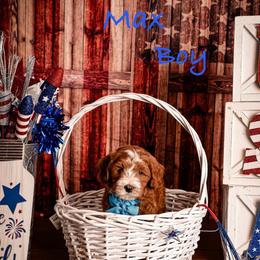 Max - Red  male Goldendoodle puppy in Syracuse, Utah from 2 Bros Doodles