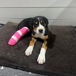Myra - Black, white and red female Greater Swiss Mountain Dog puppy in Chester, Illinois from Hilltop Swissys
