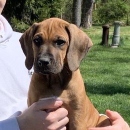 Rhodesian Ridgeback Puppies from Lyonnese Rhodesian Ridgebacks