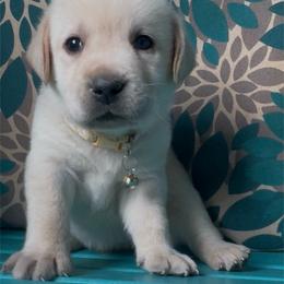 Mt. Alaska - Yellow male Labrador Retriever puppy in Marietta, South Carolina from Trust in the Lord Labradors