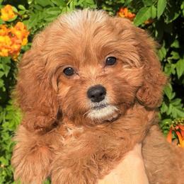 Brooks - Red male Cavapoo puppy in Tucson, Arizona from Adored Poodle & Doodles