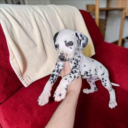 Greene - White and black male Dalmatian puppy in Adkins, Texas from Rock'N'Spark Dalmatians