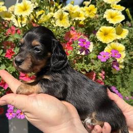Black and Tan Girl - Black and tan female Dachshund puppy in Santa Rosa, California from Signature Mini Dachshunds