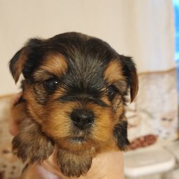 Noel - Tan Yorkshire Terrier puppy in Junction City, Ohio from On The Edge Of A Dream Yorkies