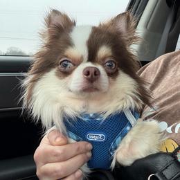 Johnny Ringo - Chihuahua