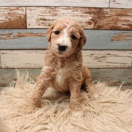 Goldendoodle Puppies from Two Ps in a Pod