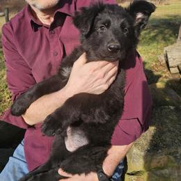 Keeper (Black collar) - Black male German Shepherd puppy in Columbus, Indiana from Stony Lonesome GSD