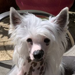 Fiona - Chinese Crested