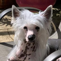 Fiona - Chinese Crested