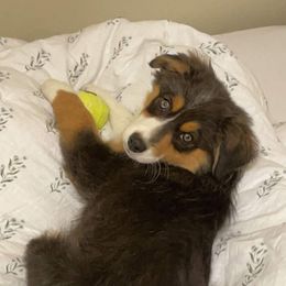 Australian Shepherd and Miniature Australian Shepherd Puppies from Donaldson Aussies