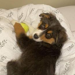 Australian Shepherd and Miniature Australian Shepherd Puppies from Donaldson Aussies