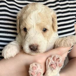 Vespa - Parti female Goldendoodle puppy in Dayton, Ohio from Perks Court Doodles