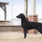 Curly-Coated Retriever All Grown Up from Stoic Gun Dogs