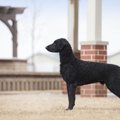 Curly-Coated Retriever All Grown Up from Stoic Gun Dogs