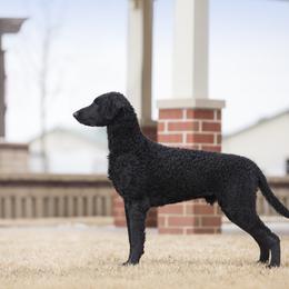 Curly-Coated Retriever All Grown Up from Stoic Gun Dogs
