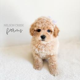 Rainbow - Apricot female Maltipoo puppy in Huntsville, Texas from Nelson Creek Farms