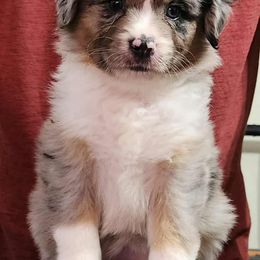 Light Pink Collar Girl - Blue merle female Miniature American Shepherd puppy in Norfolk, Virginia from Givadem