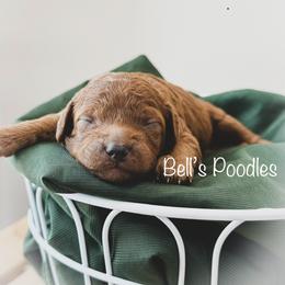 Caitlyn - Red  female Poodle puppy in Fresno, California from Bell’s Poodles Of California
