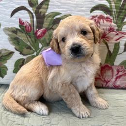 Lacey - Cream female Goldendoodle puppy in The Woodlands, Texas from Gracie's Goldendoodles and Bernedoodles