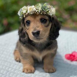 Dachshunds from Niagara Doxies
