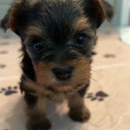 Yorkshire Terrier All Grown Up from Peppy Puppy Palace