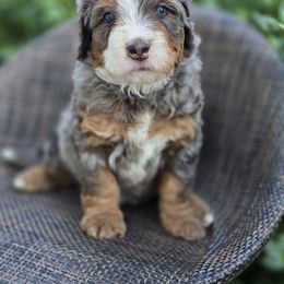 Bernedoodle and Double Doodle Puppies from Cloud Nine Doodles