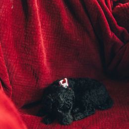 Poodle Puppies from Melia Poodles