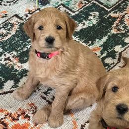 Snow White-Pink - Apricot female Goldendoodle puppy in Bay City, Texas from Charming Doods Goldendoodles
