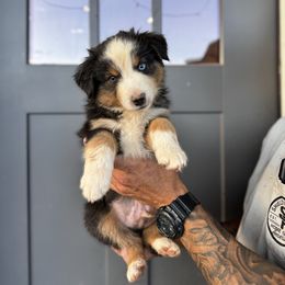 Waylon - Black tri male Miniature American Shepherd puppy in Payson, Arizona from Barnhardt Minis