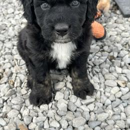 Boy 4 - Black tri-color male Aussiedoodle puppy in Hillsboro, Illinois from Perfect Paws Puppies