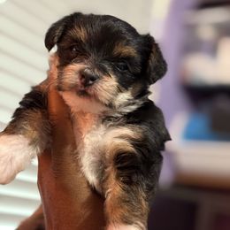 Sarah - Black and gold female Yorkshire Terrier puppy in Dallas, Texas from JBzPawz