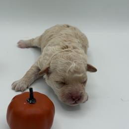 Truffle - Cream female Poodle puppy in Southampton, New Jersey from Lavishly Loved Pets LLC