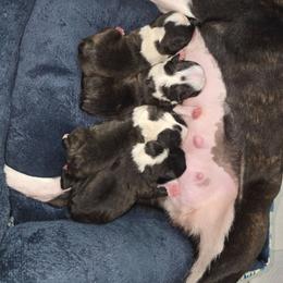 Girl 4 - Black brindle and white female Boston Terrier puppy in Denver, Colorado from Diamonds In The Ruff Boston Terriers