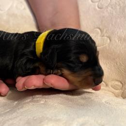 Boy - Black and tan male Dachshund puppy in Jonesboro, Illinois from Twin Hills Dachshunds