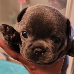 French Bulldogs from Tonya's French Bulldogs
