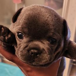 French Bulldogs from Tonya's French Bulldogs