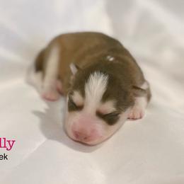 Molly - Red and white female Pomsky puppy in Winston, Oregon from Arctic Tails Spitz