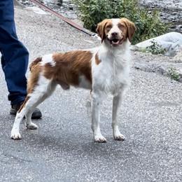 Remington - Brittany